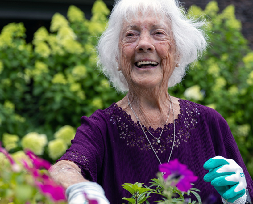 A smiling elderly woman with white hair wears a purple blouse and gardening gloves while tending to bright flowers in a lush green garden.
